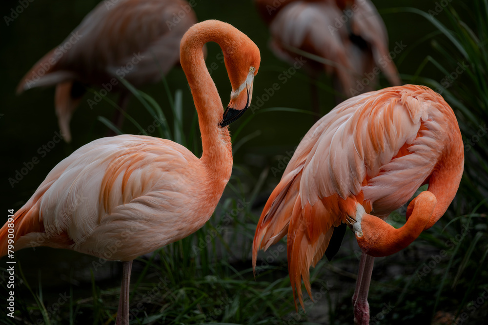 bird , flamingo bird , flamingo
