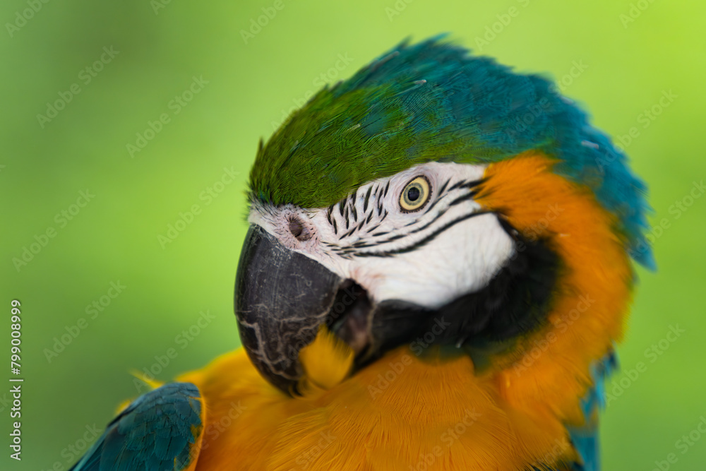 bird , parrot 