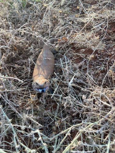 Blue tongue lizard