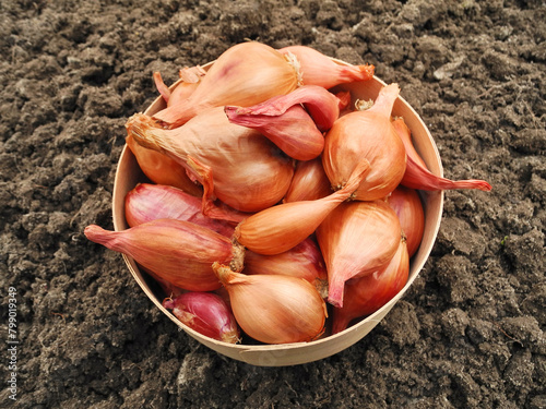 Small onion bulbs in wooden bowl on fertile soil prepared for planting. Vegetable gardening and growing organic greens.