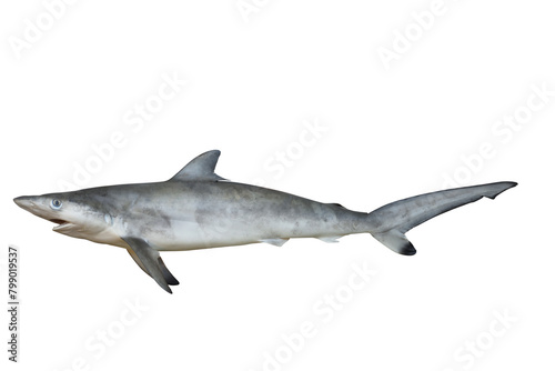 Blacktip reef shark isolated photo