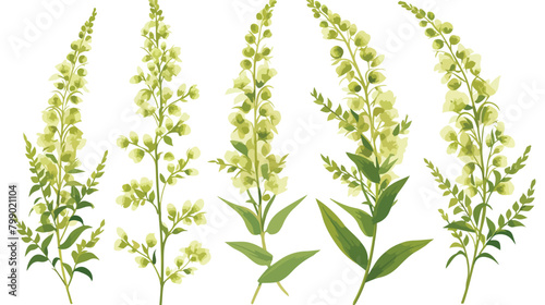 Melilot or sweet clover flowers or inflorescences s photo