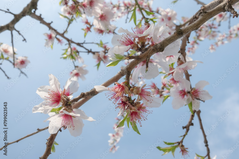 Cherry branch full of flowers with and without petals Cherry branch full of flowers with and without petals