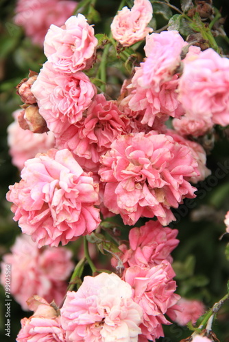 Fototapeta Naklejka Na Ścianę i Meble -  pink rose bush