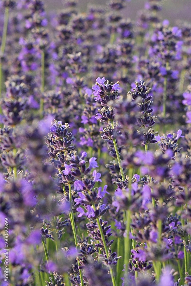 Obraz premium lavender field in region