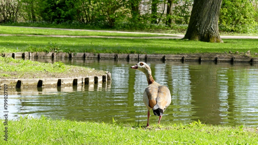 Fototapeta premium Gans