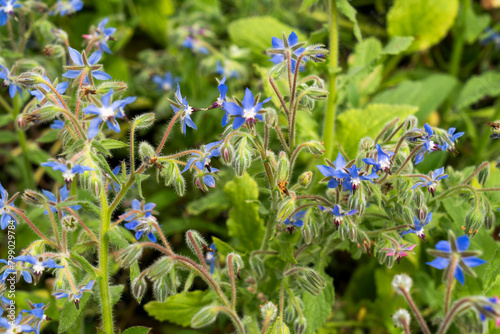 Edible flower and decoration for chef's dishes called Borage photo