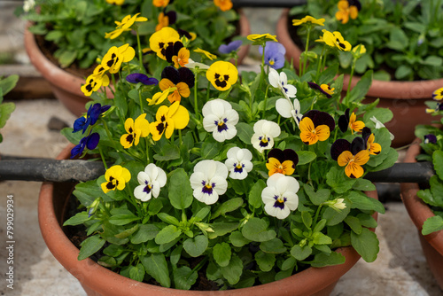 Cultivation of Viola tricolor for the purpose of edible flowers for chef dishes and hotels