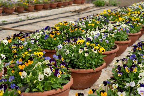 Cultivation of Viola tricolor for the purpose of edible flowers for chef dishes and hotels