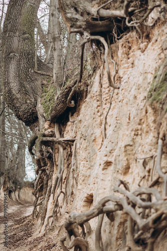 tree roots are long-term, tree structure