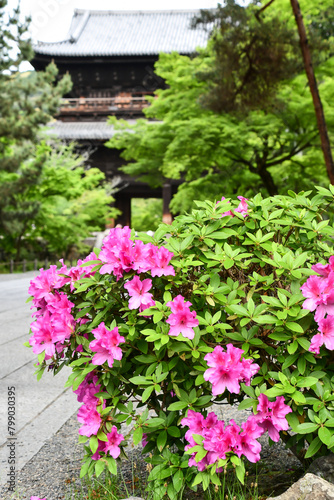 京都 南禅寺 三門とツツジ