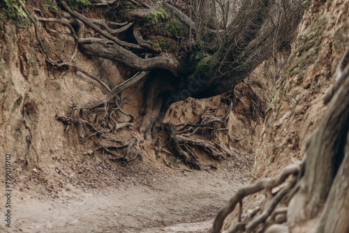 tree roots are long-term, tree structure
