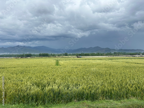 field of wheat and sky of swat valley photo