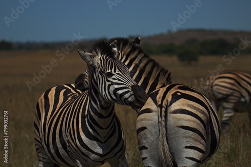 Zebras in Rietvlei