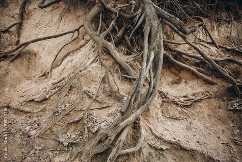 tree roots are long-term, tree structure