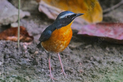 Indian Blue robin