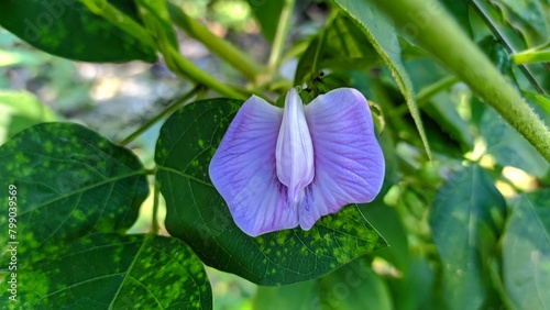 Centro Flower or Butterfly Pea Flower - Centrosema pubescens. Macro Shot Centro or Butterfly Pea Flower with natural background