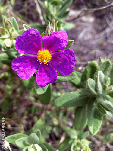 White rockrose flower, scientific name Cistus albidus.  Vertical shot with natural light.