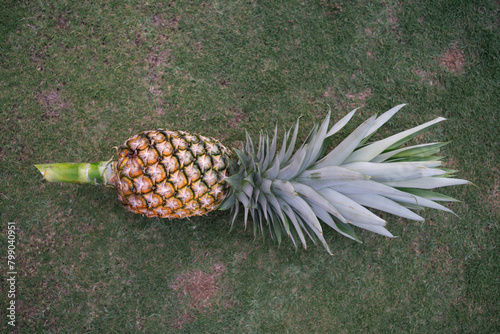 Ripe pineapple place on grass