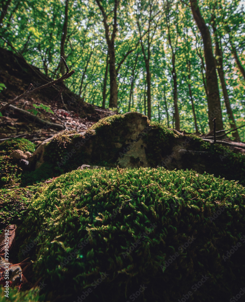 Fototapeta premium moss covered tree