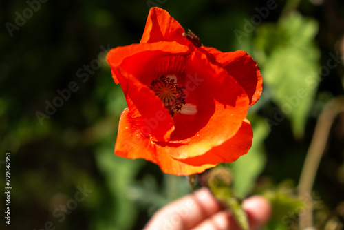 Red poppy flower in garden