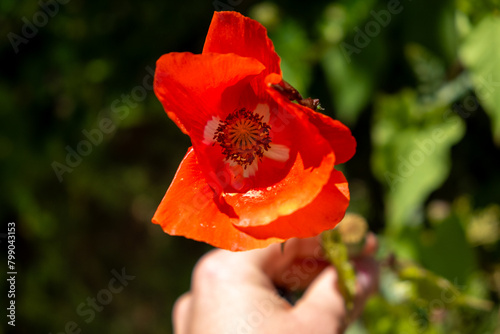 Red poppy flower in the garden