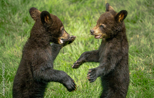 Two brown bear cubs playing. Brown bear cubs
