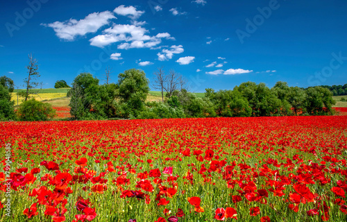 poppy field and sky