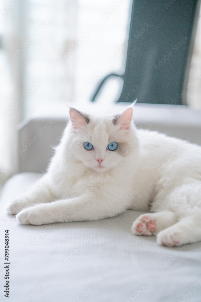 A young Ragdoll cat lying on the indoor sofa.