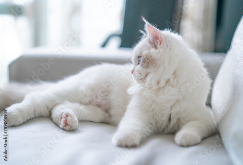 A young Ragdoll cat lying on the indoor sofa.