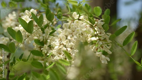 Black locust tree in bloom in spring
