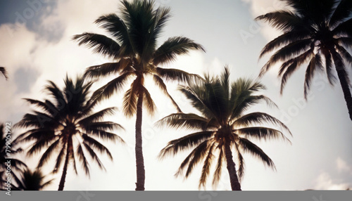 Palm Hawaii Diagonal Retro Trees