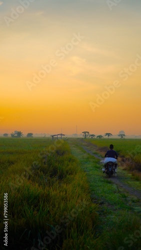 clearly landscape on green rice field in the morning  