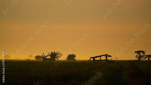 clearly landscape on green rice field in the morning  