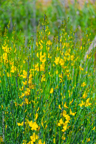 Branches with yellow flowers of the Genista plant