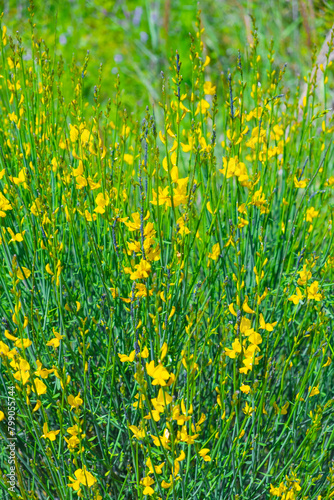 Branches with yellow flowers of the Genista plant