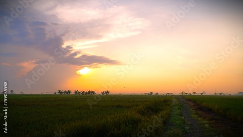clearly landscape on green rice field in the morning