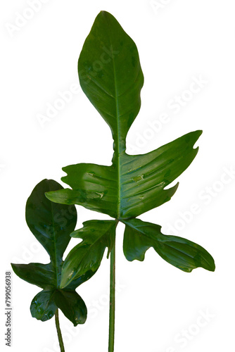Philodendron Florida Green leaves, Lobed Philodendron is evergreen hybrid plant. It's ornamental climber plant with lovely dark-green large leaves. Isolated, white background, PNG, cutout. photo