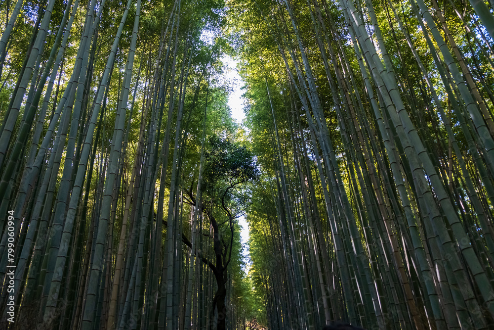 green bamboo forest in Osaka, Japan green bamboo forest in Osaka, Japan