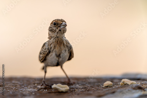 Bird in Amboseli photo