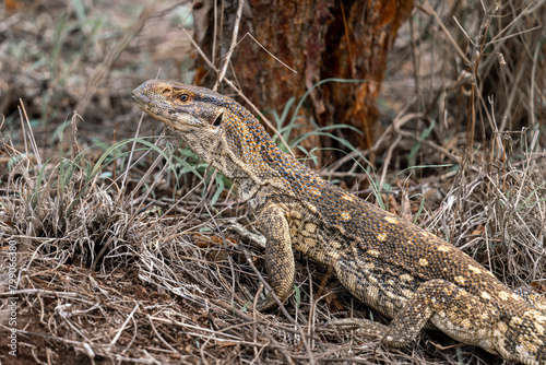 lizard on the rock