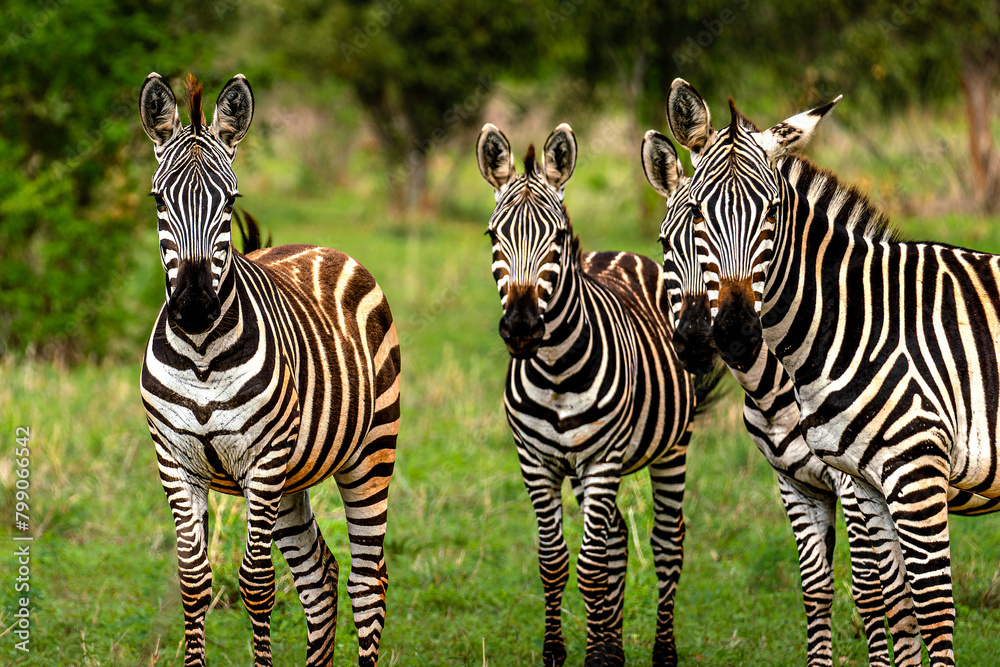 Fototapeta premium zebras in savanah