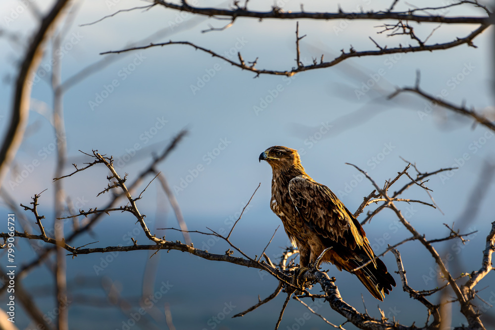 red tailed hawk red tailed hawk