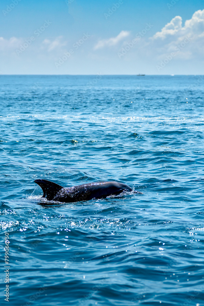 Obraz premium dolphin jumping in water