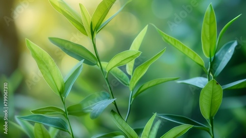 A plant with lush green leaves photo