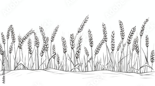 Oryza outlined sketch. Vintage drawing of field gra photo