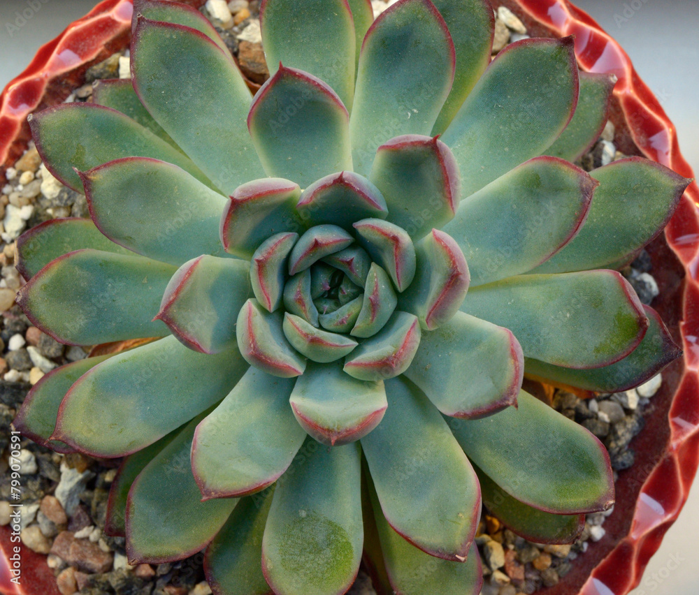 pot with succulent Echeveria pulidonis growing, closeup pot with succulent Echeveria pulidonis growing, closeup