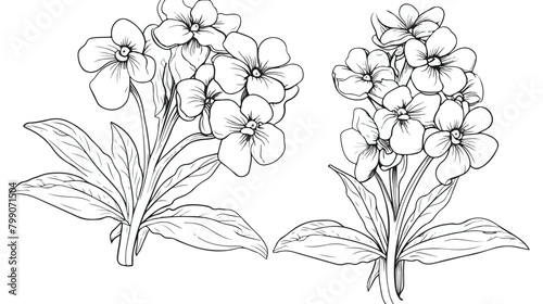 Outlined lungworts flowers vintage botanical engrav photo