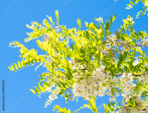 white flowers of acacia robinia