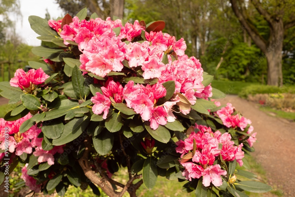 beautiful pink rhododendron in spring